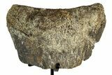 Fossil Sauropod Vertebra Section with Metal Stand - Colorado #339937-1